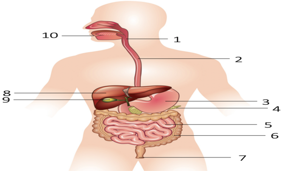 Cấu tạo hệ tiêu hóa? Liệu bạn đã thật sự hiểu rõ 