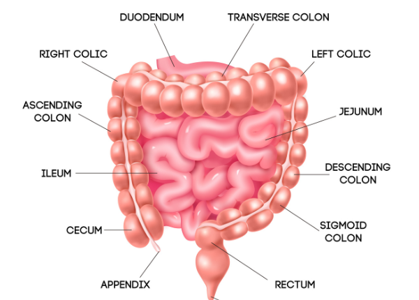 FTT_Con_sau_dai_trang_o_dau_nguyen_nhan_va_cach_phong_ngua