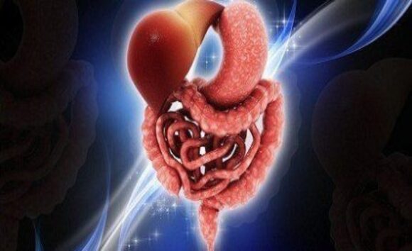 Quá trình tiêu hóa thức ăn qua từng giai đoạn 