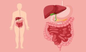 FTT_Cấu trúc hệ tiêu hóa ở người: gồm những bộ phận nào?