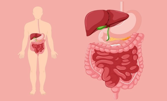 Cấu trúc hệ tiêu hóa ở người: gồm những bộ phận nào? 