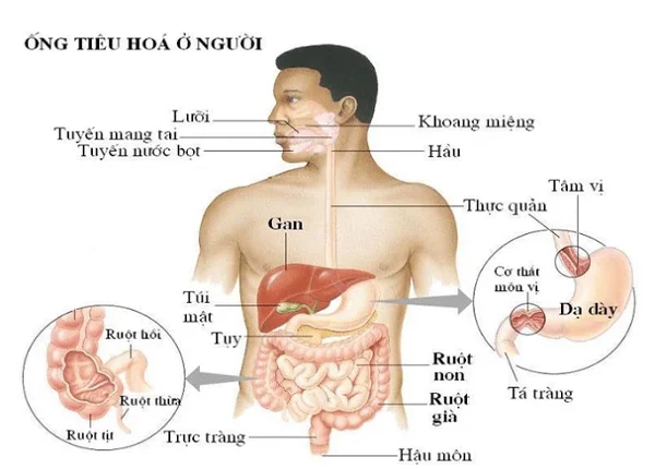 FTT_Cấu trúc hệ tiêu hóa ở người: gồm những bộ phận nào?