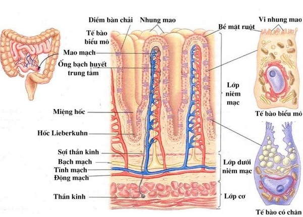 FTT_Niêm mạc ruột và hệ miễn dịch