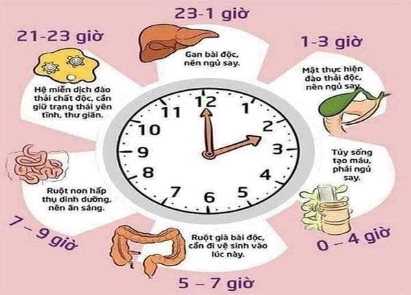 FTT_Đồng hồ sinh học và hệ tiêu hóa