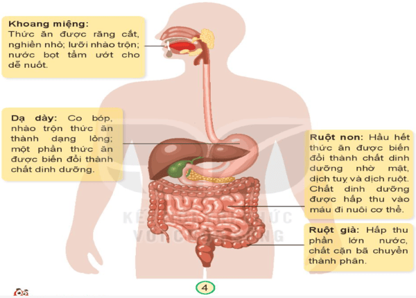 FTT_Mỗi người có một kiểu tiêu hóa riêng?