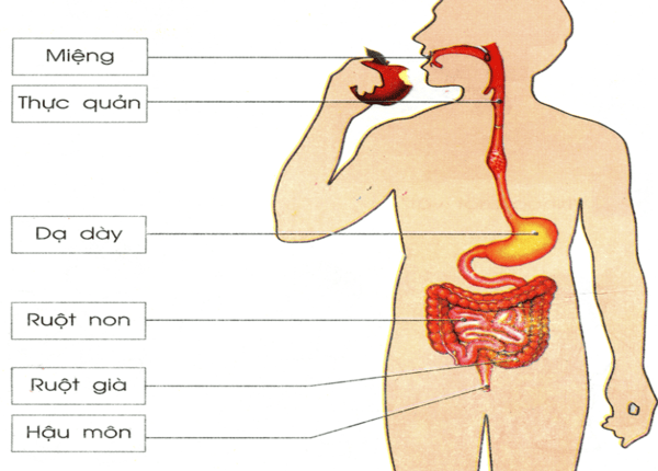 FTT_Đánh răng vẫn hôi miệng