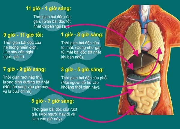 FTT_Nội tạng theo đông y