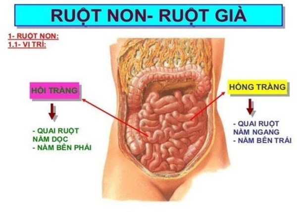 FTT_Ruột non trong hệ tiêu hóa