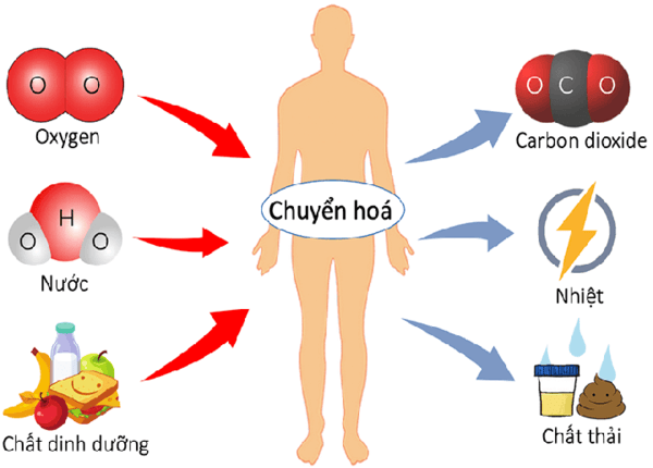 FTT_Tốc độ chuyển hóa chậm – thủ phạm khiến bạn tăng cân dù ăn ít?