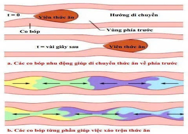 FTT_Cách ổn định nhu động ruột theo từng độ tuổi