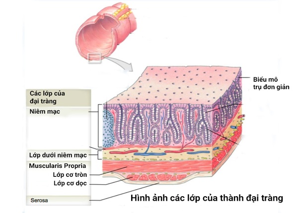 FTT_Niêm mạc đại tràng mỏng là gì?