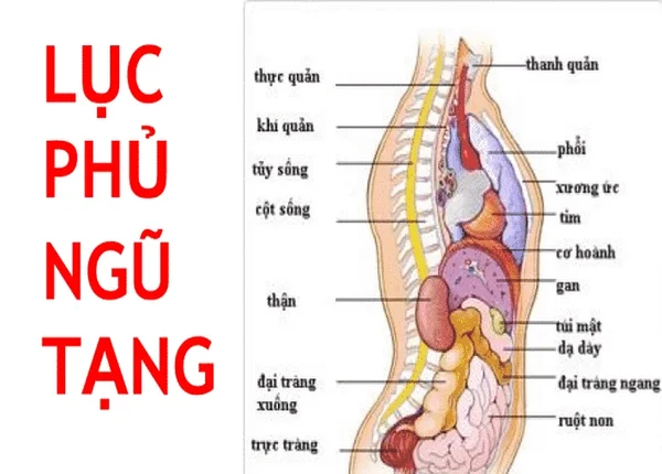 FTT_Khác biệt giữa cách nhìn nội tạng theo đông y và tây y