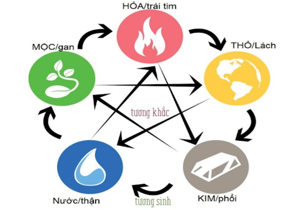 FTT_Mệt mỏi, khó tiêu, mất ngủ – có thể do tạng bị hư theo đông y?