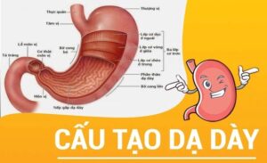 FTT_Cấu tạo của dạ dày