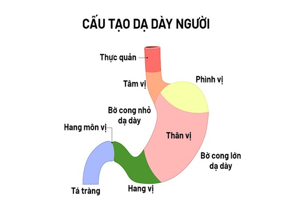 FTT_Cấu tạo của dạ dày