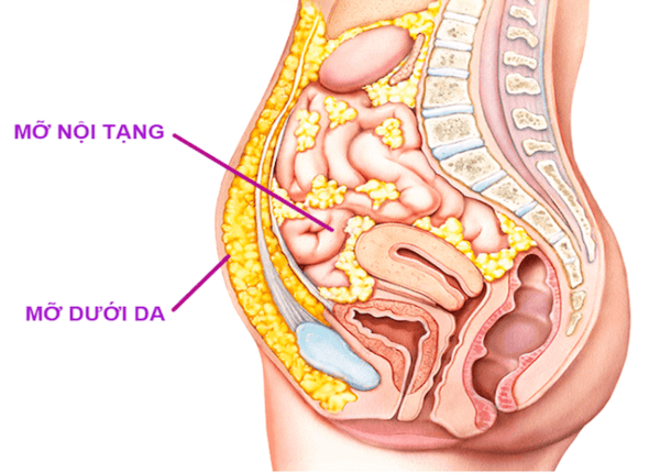 FTT_Cách giảm mỡ nội tạng an toàn, hiệu quả ngay tại nhà